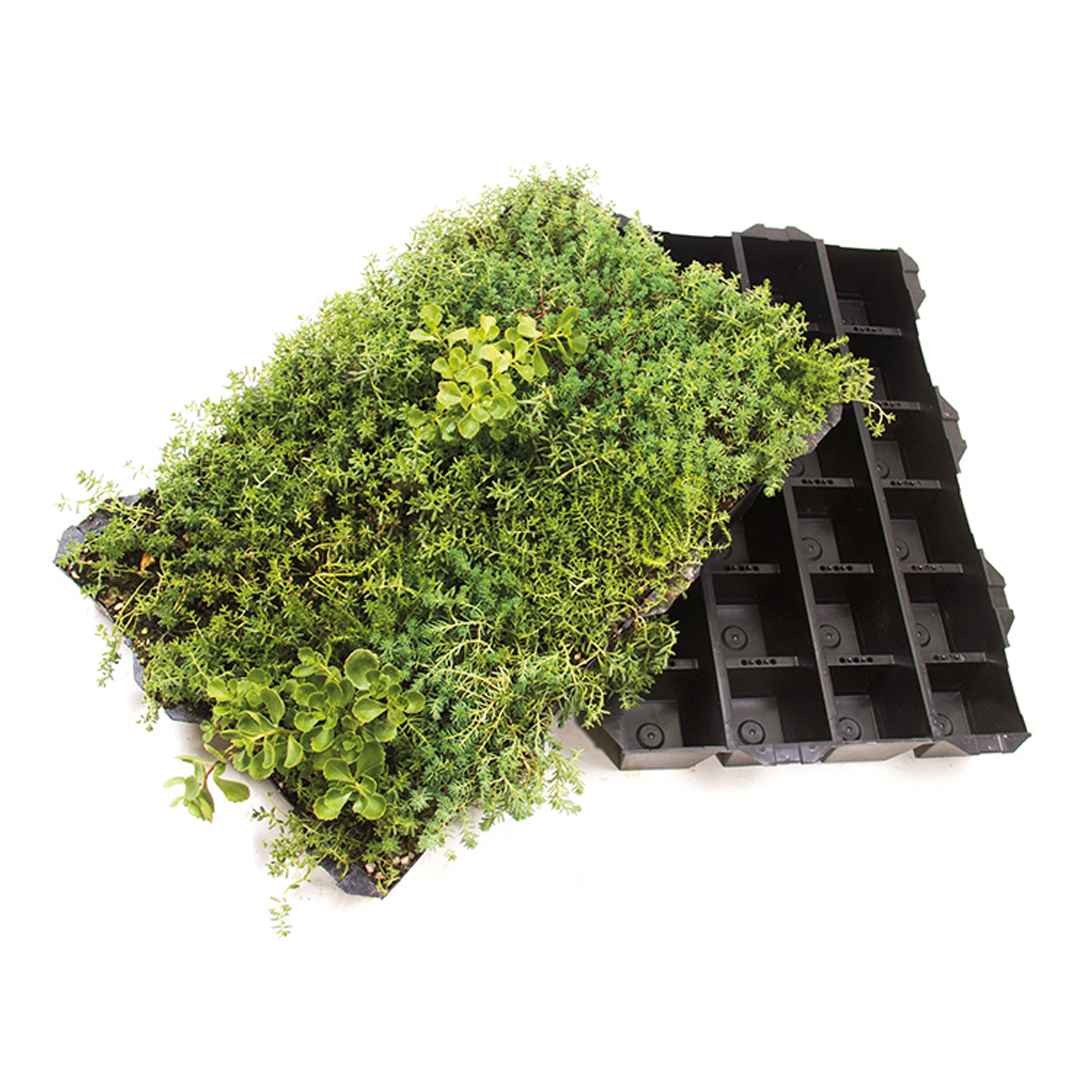 Instant Sedum groendak - toiture verte